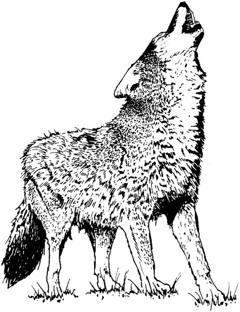 Printable Coloring Pictures Of Wolves